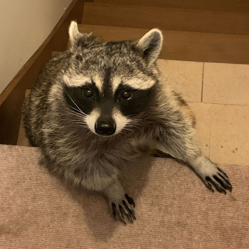 こんぶ