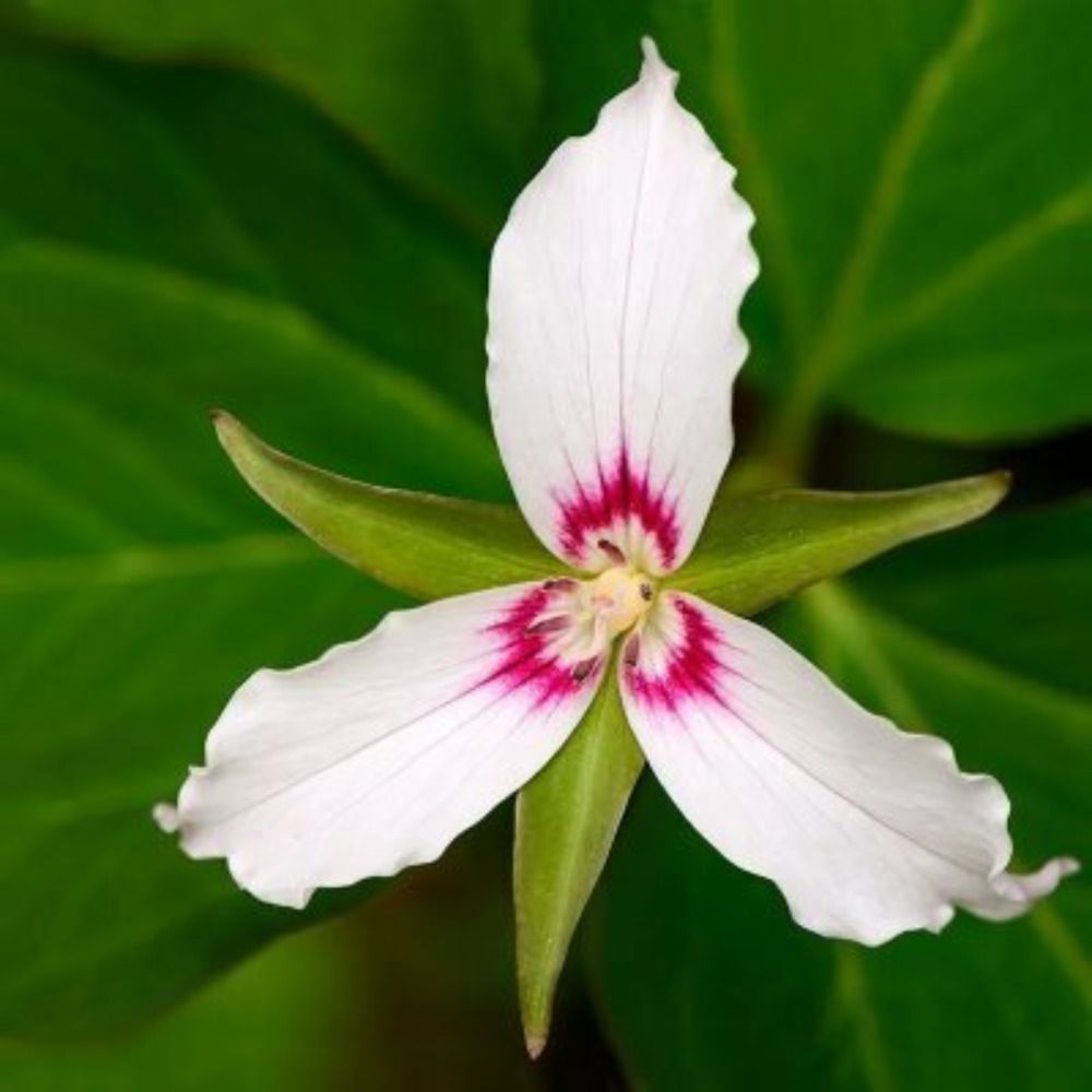 H. Cienflores