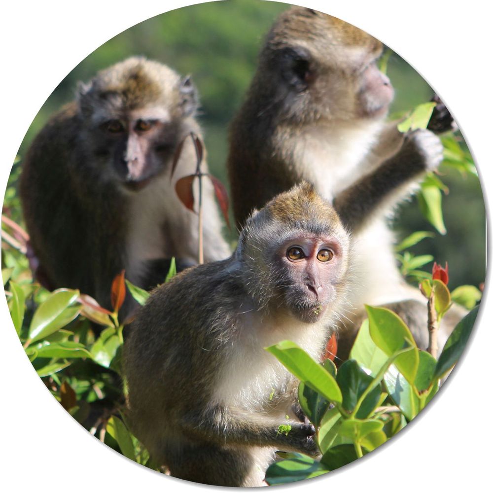 Action for Primates