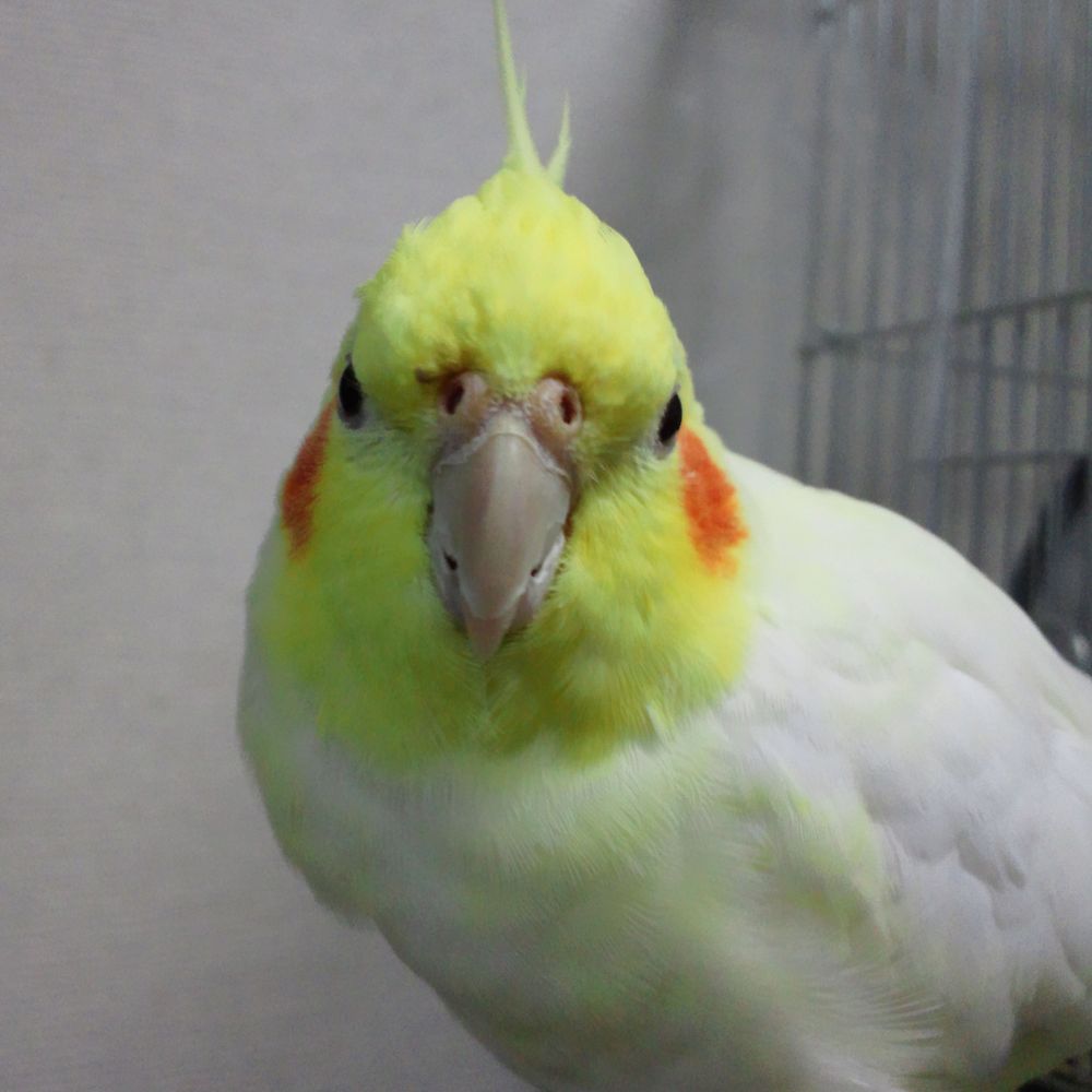 ともお
