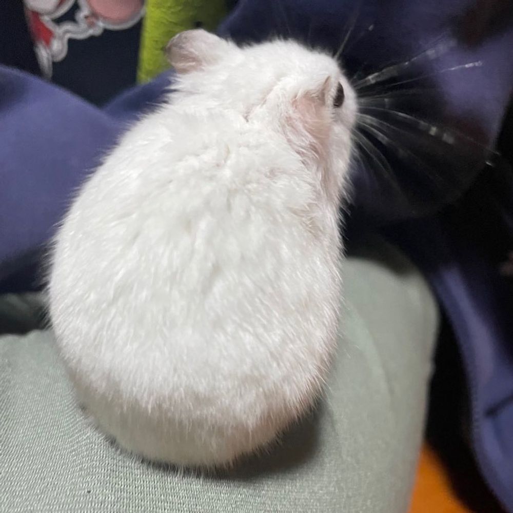 しおり