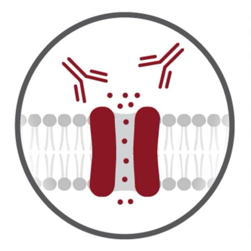 ConcepcIonLab@UChicago