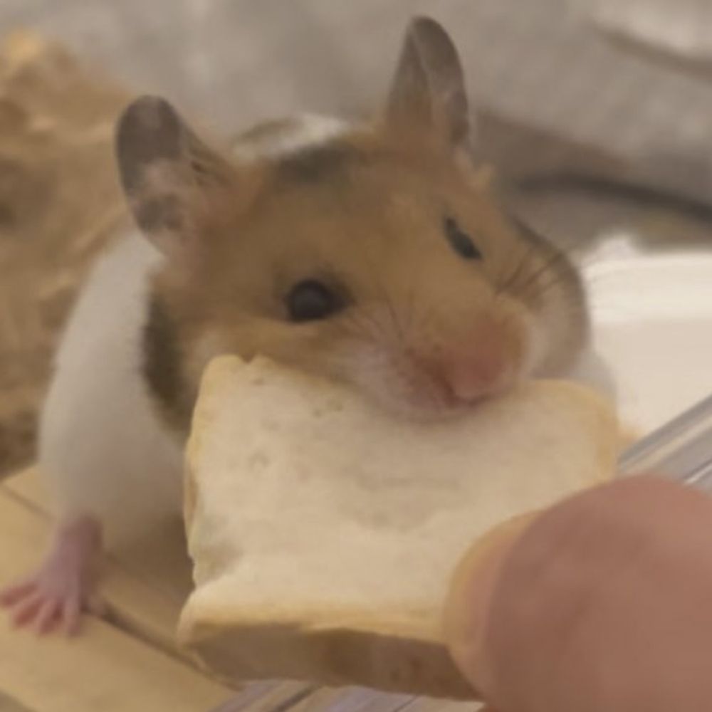 nomnom