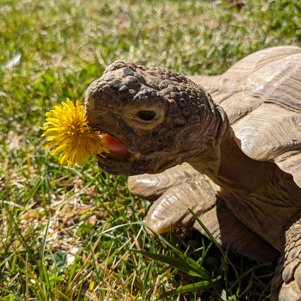 Mariah (MSc) 🐢