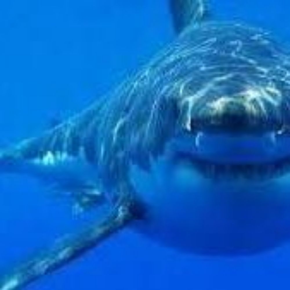Brainshark