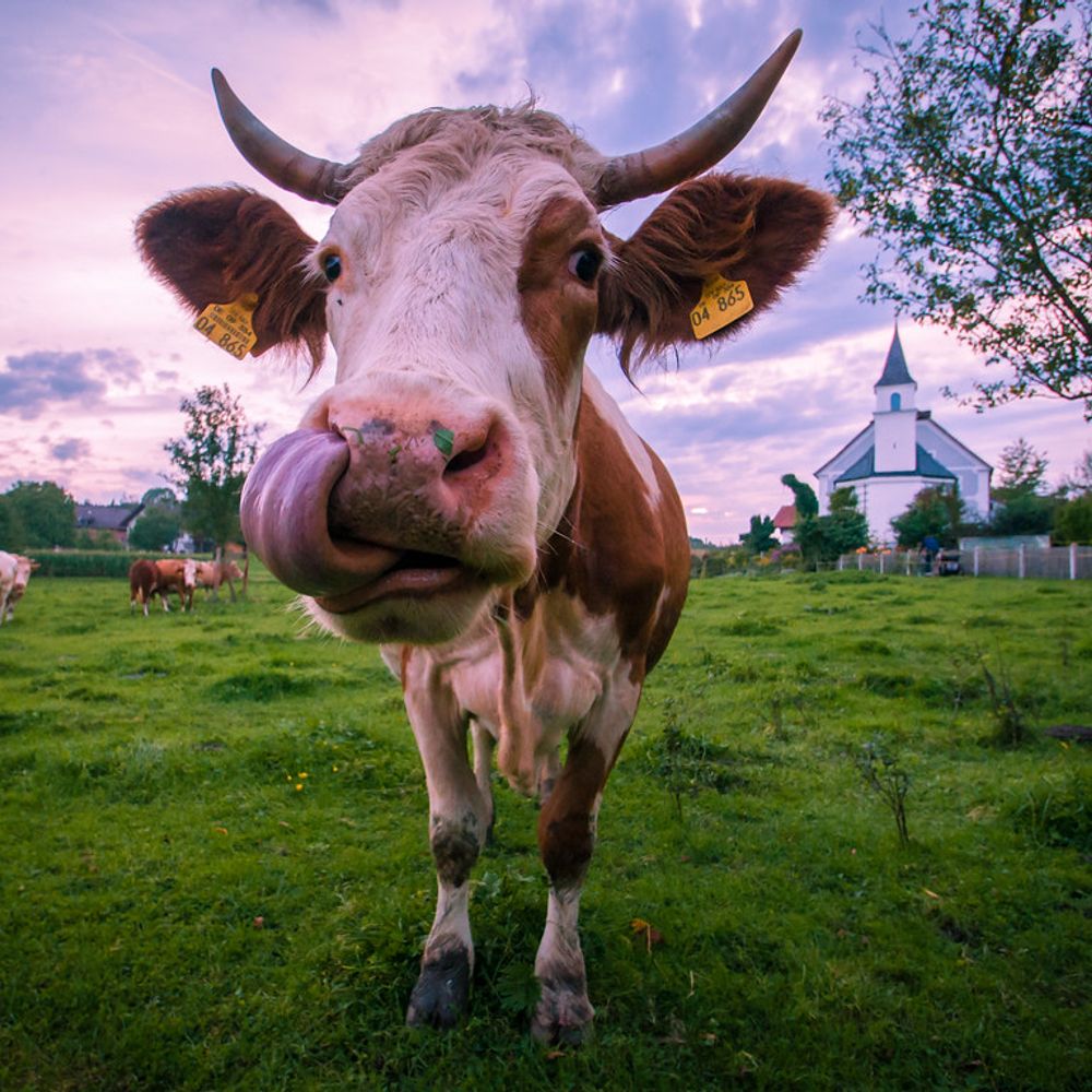 This is a cow