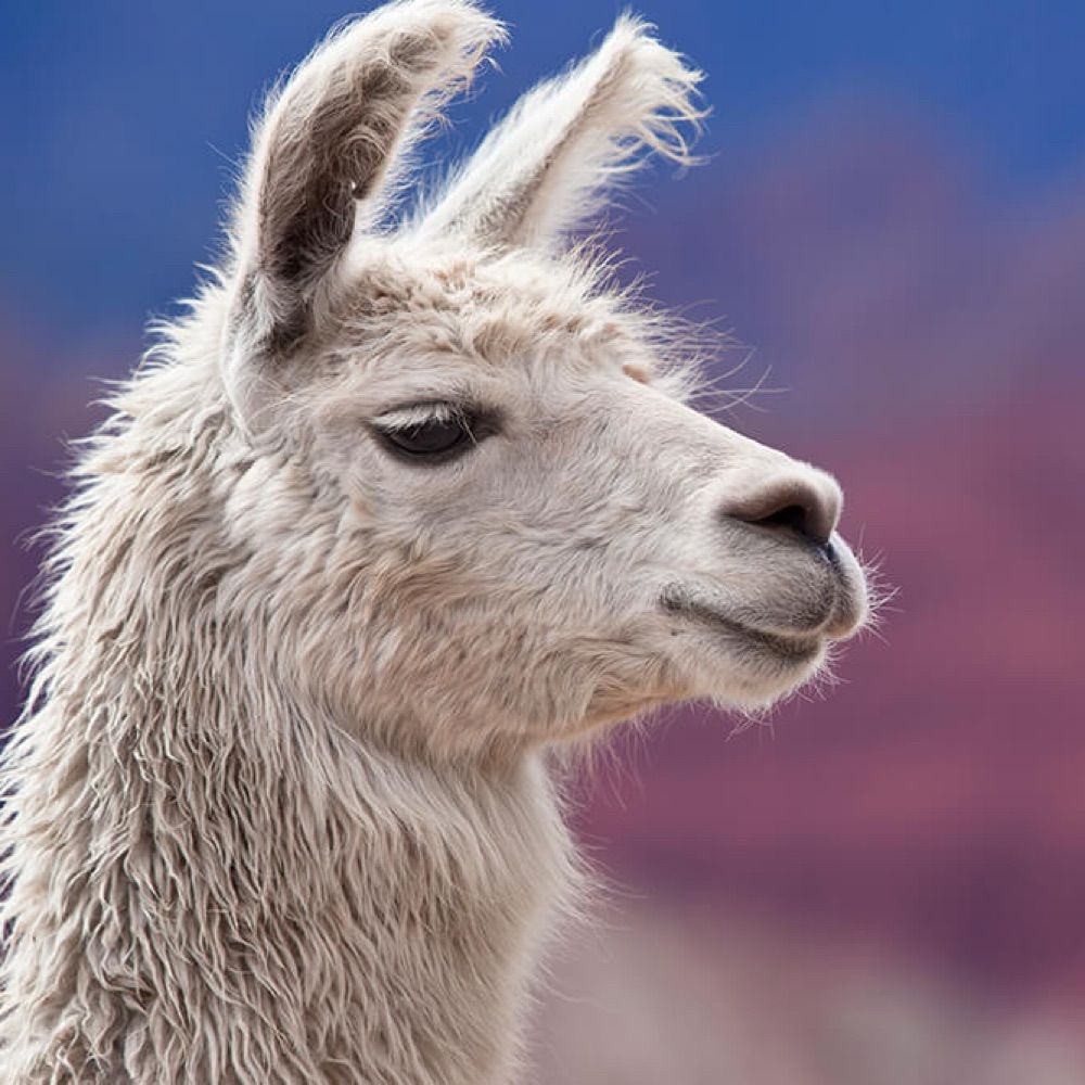 Llurking Llama