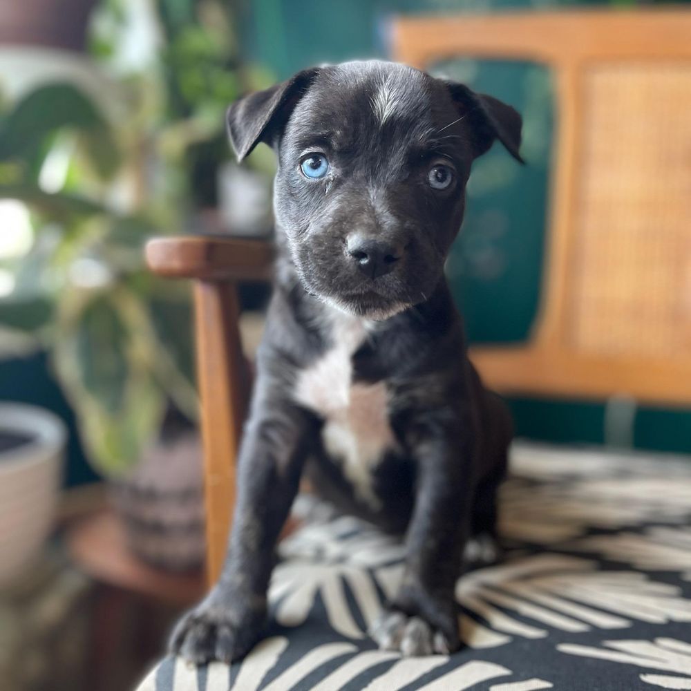 Bo