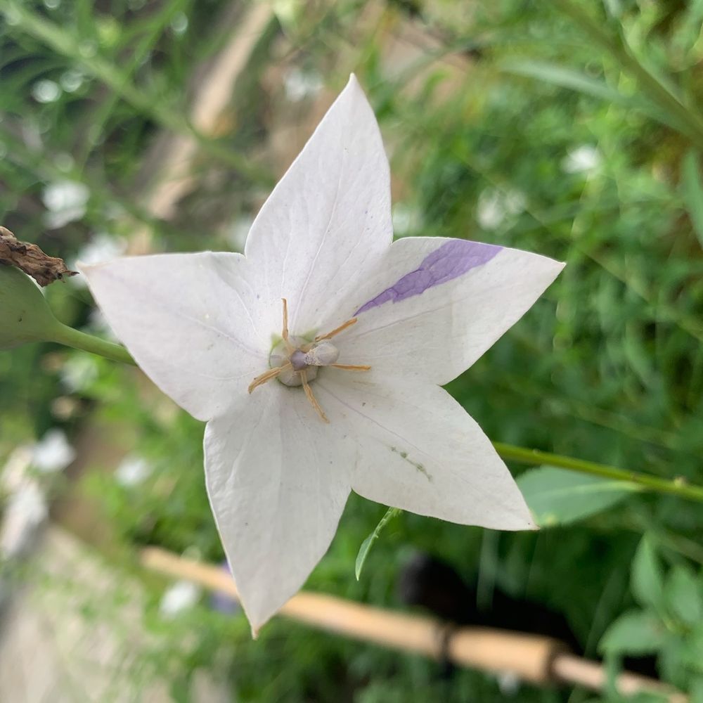 ❀鈴華✿