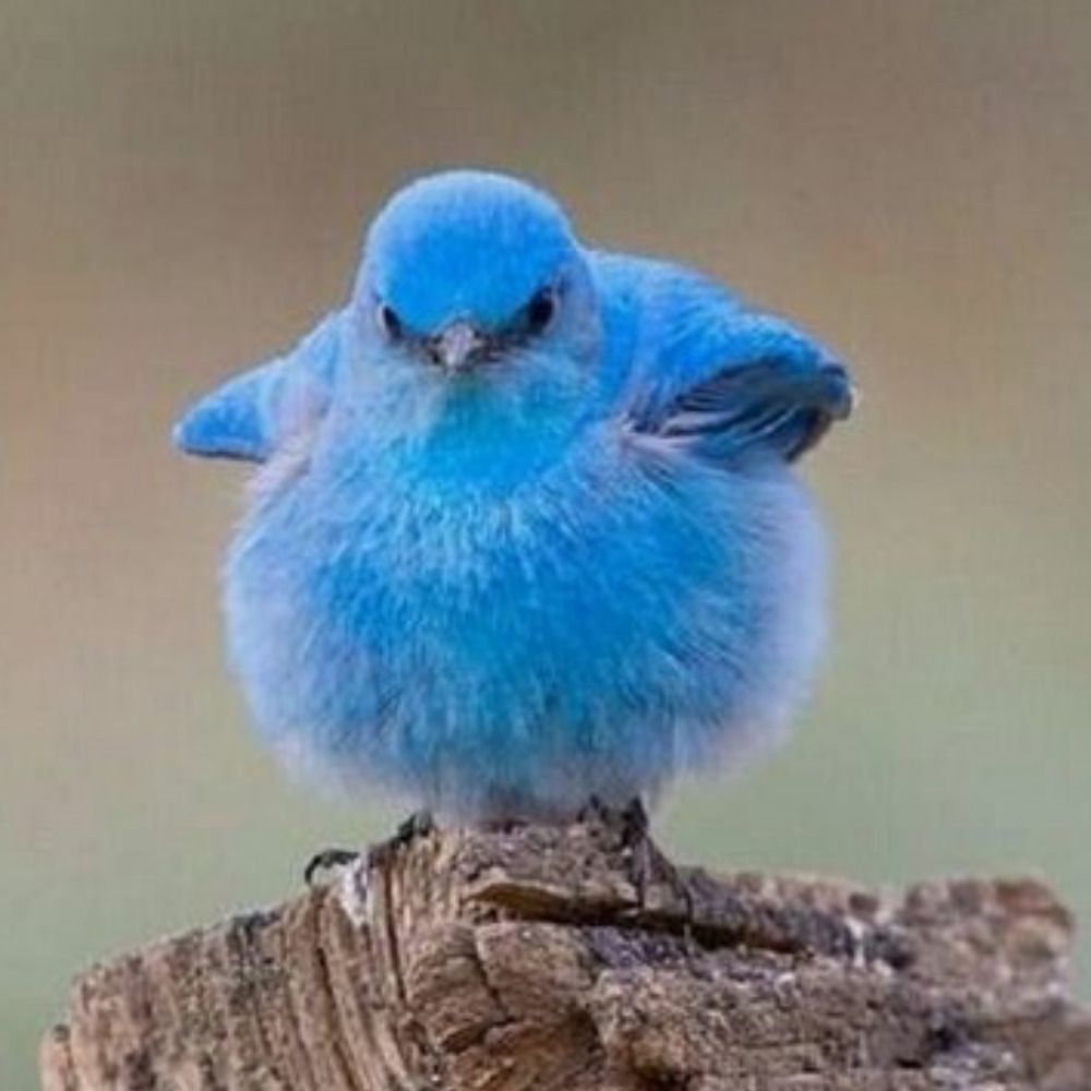 Blue Bird