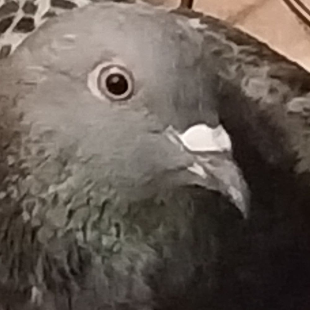 PigeonPancake's avatar