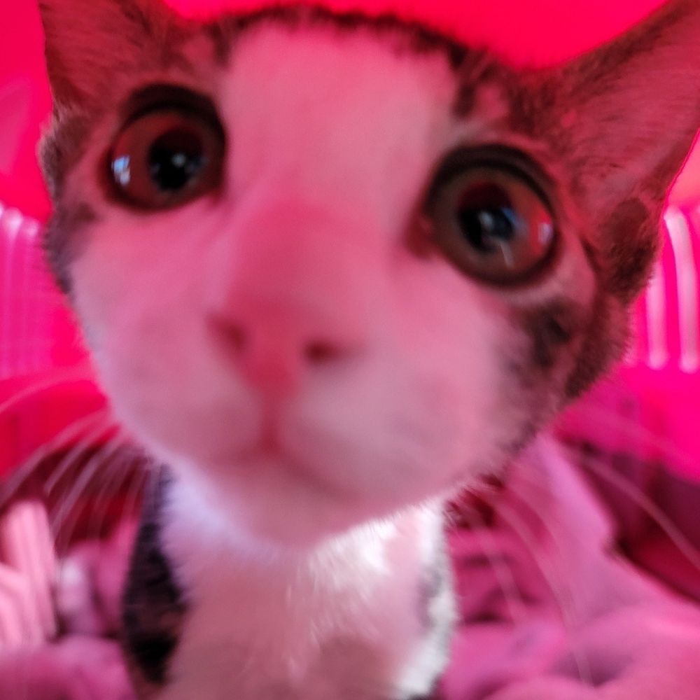 팥타이네