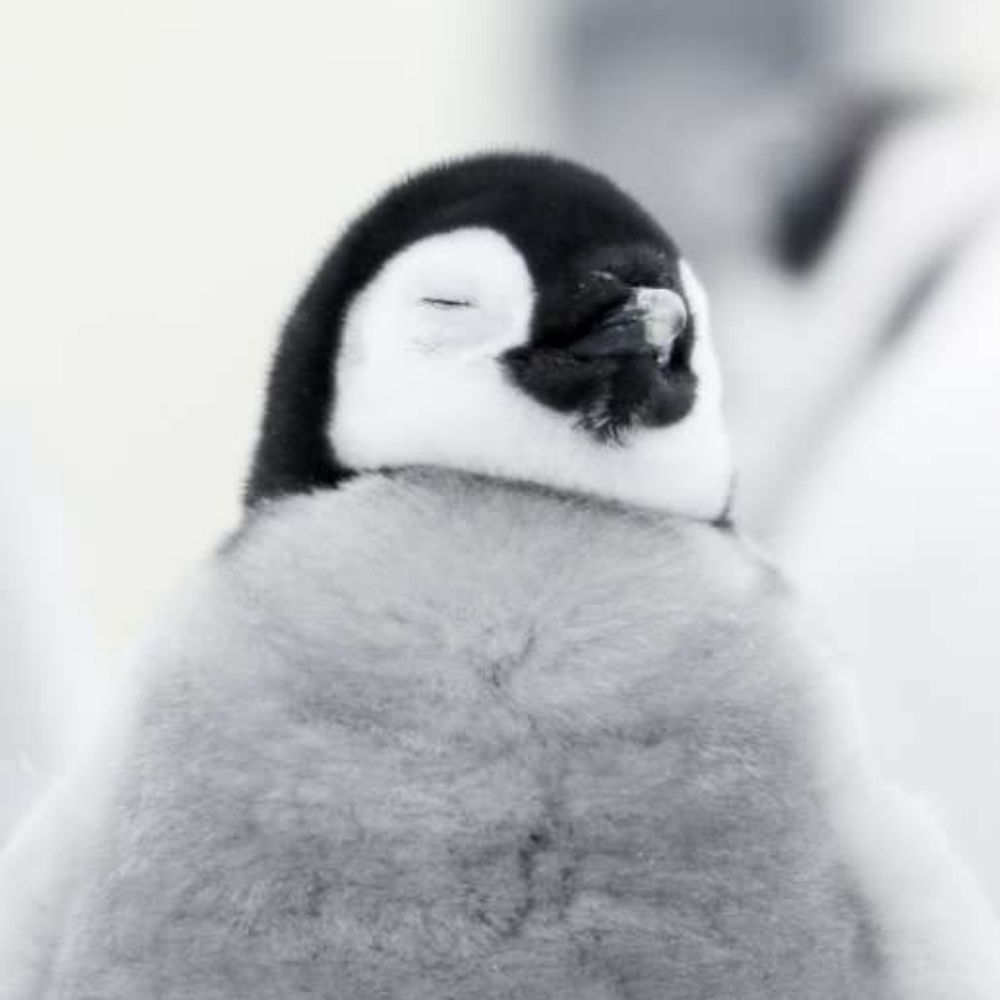 ペンギン