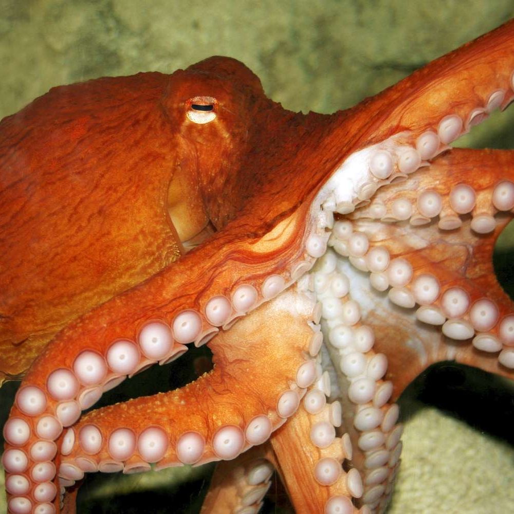 A Real Octopus 's avatar