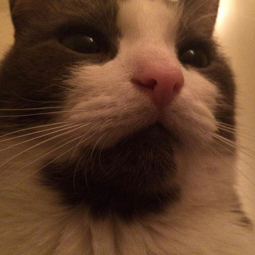 Pig Finn