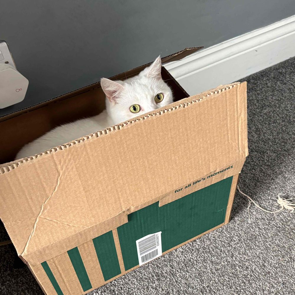 ShyCatBoy