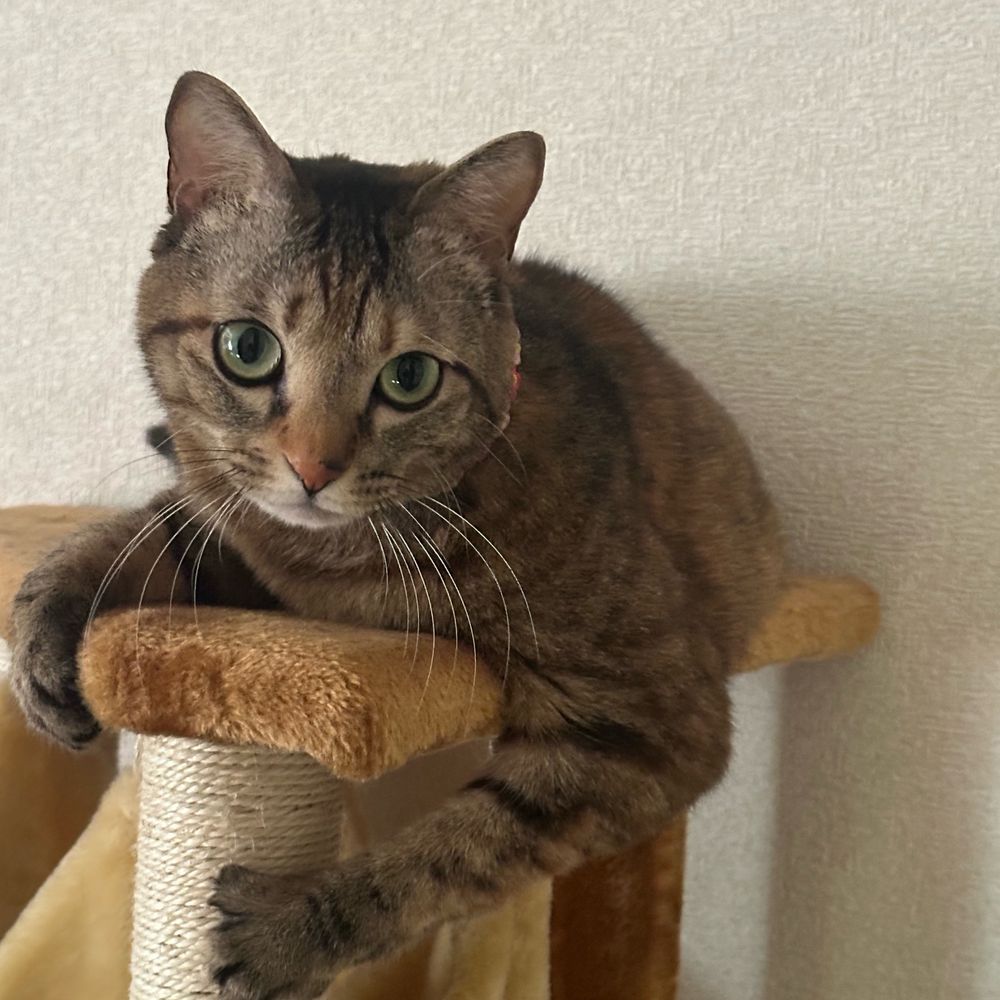 おーた