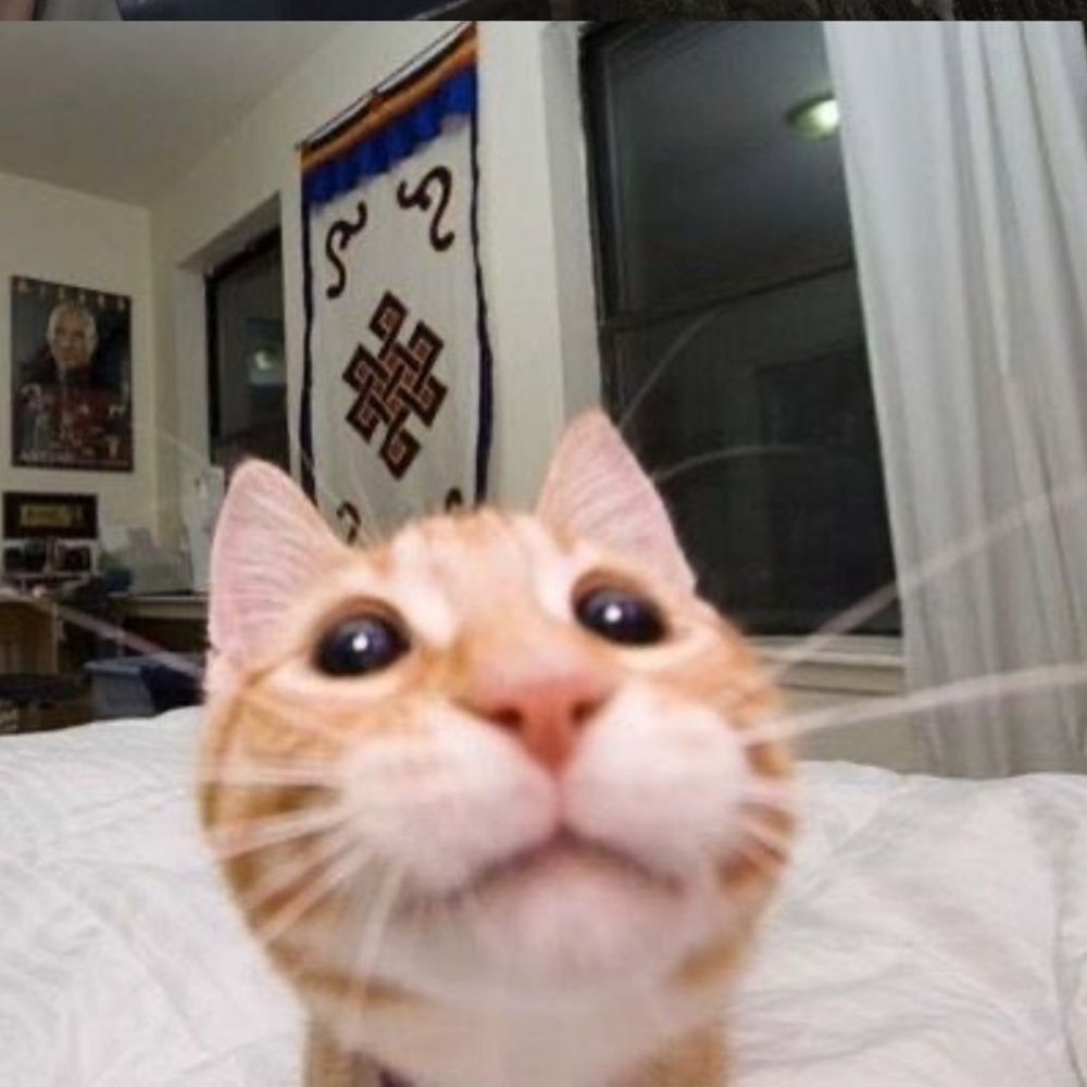 Kittyssss!