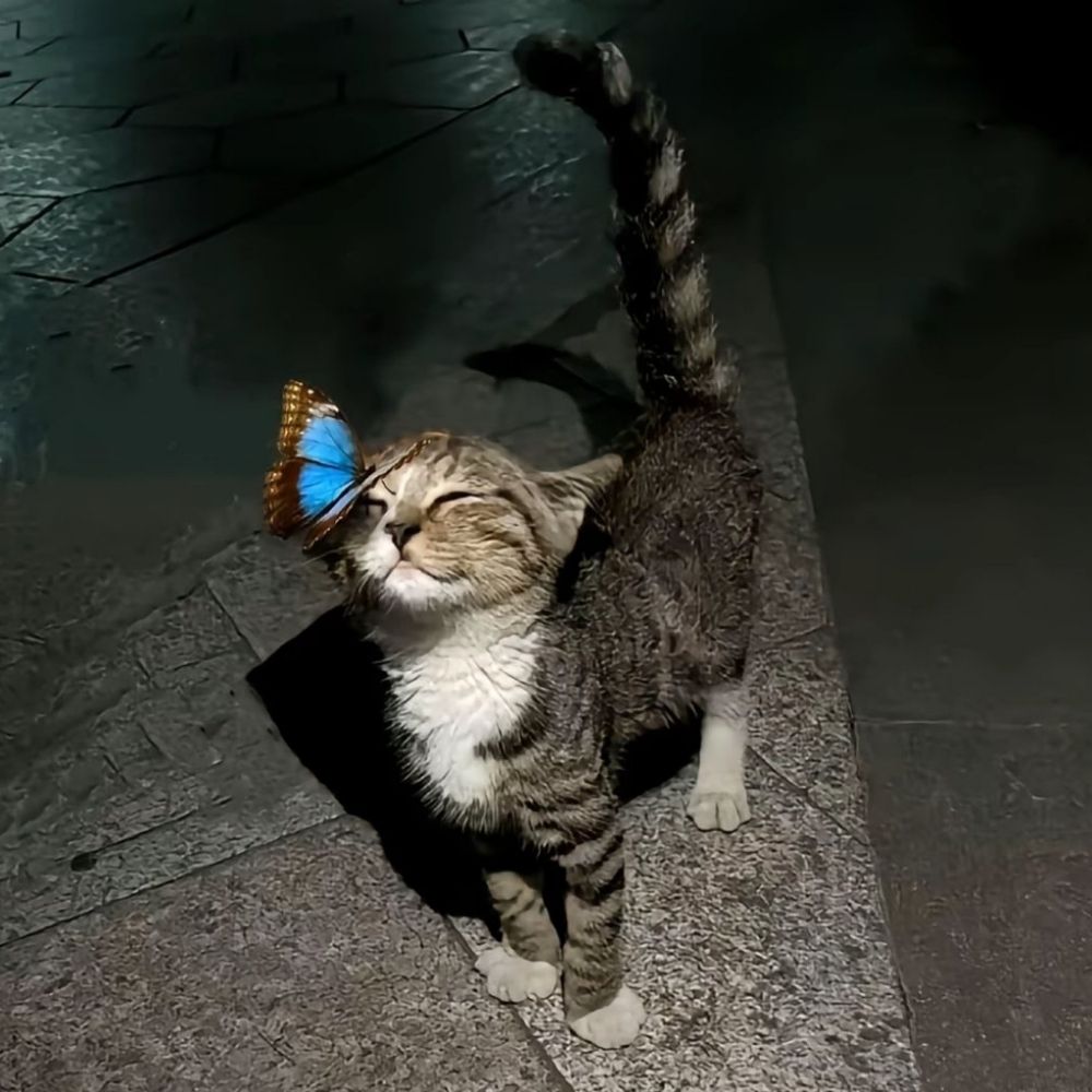 奶油薯饼