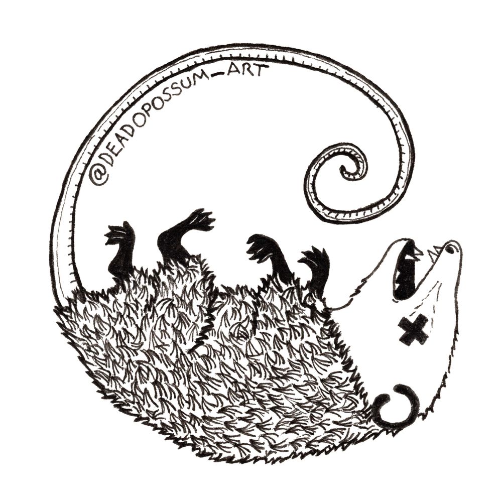 Dead Opossum Art