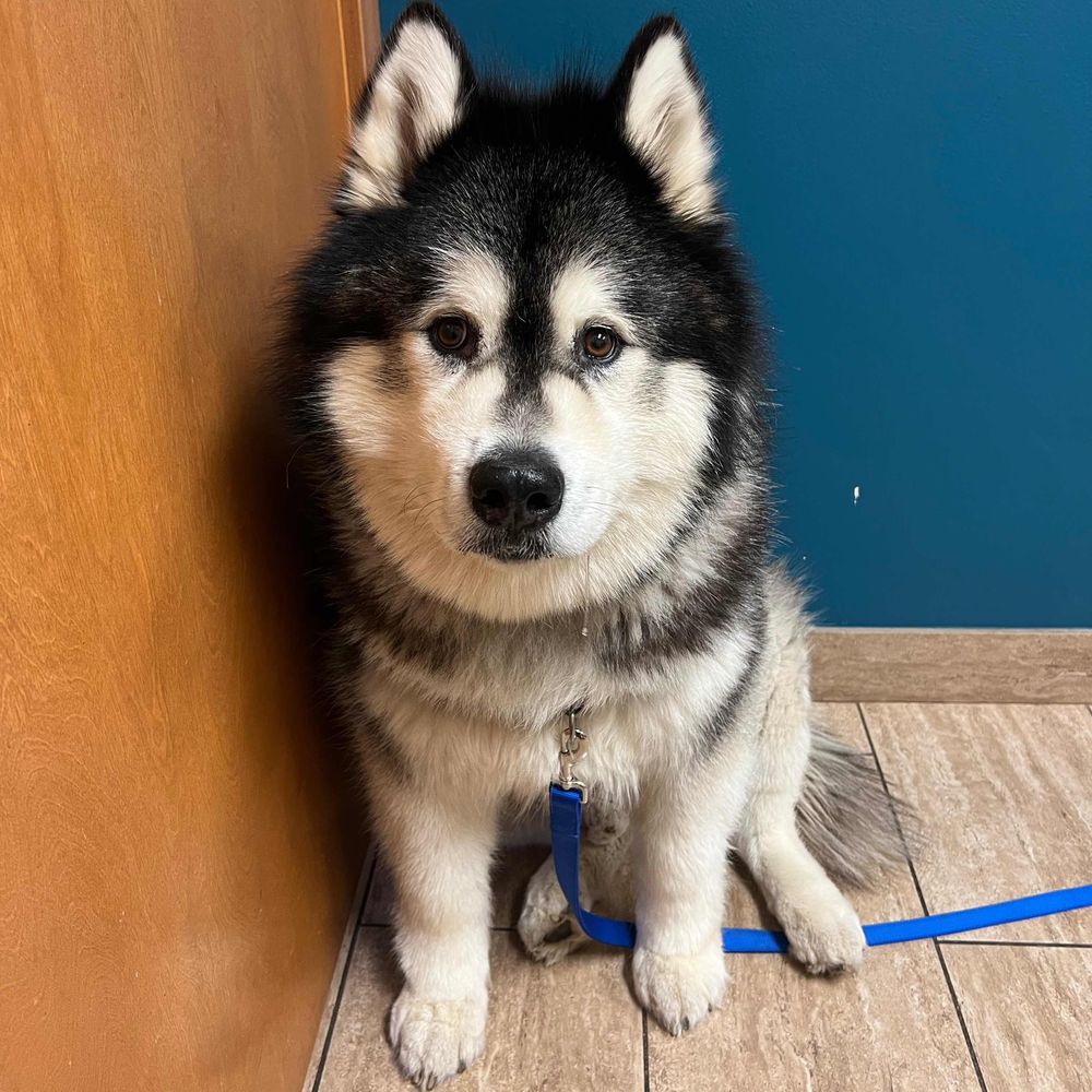 Cash The Malamute