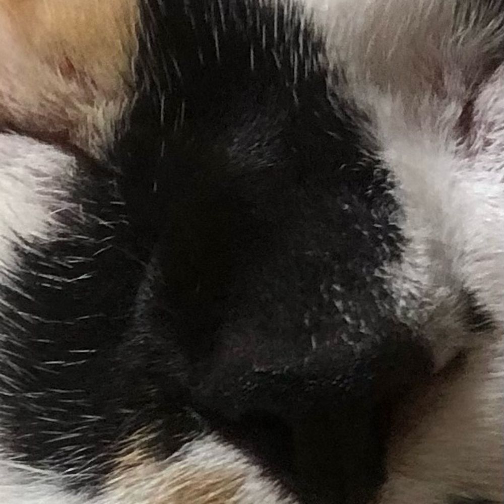 猫の鼻