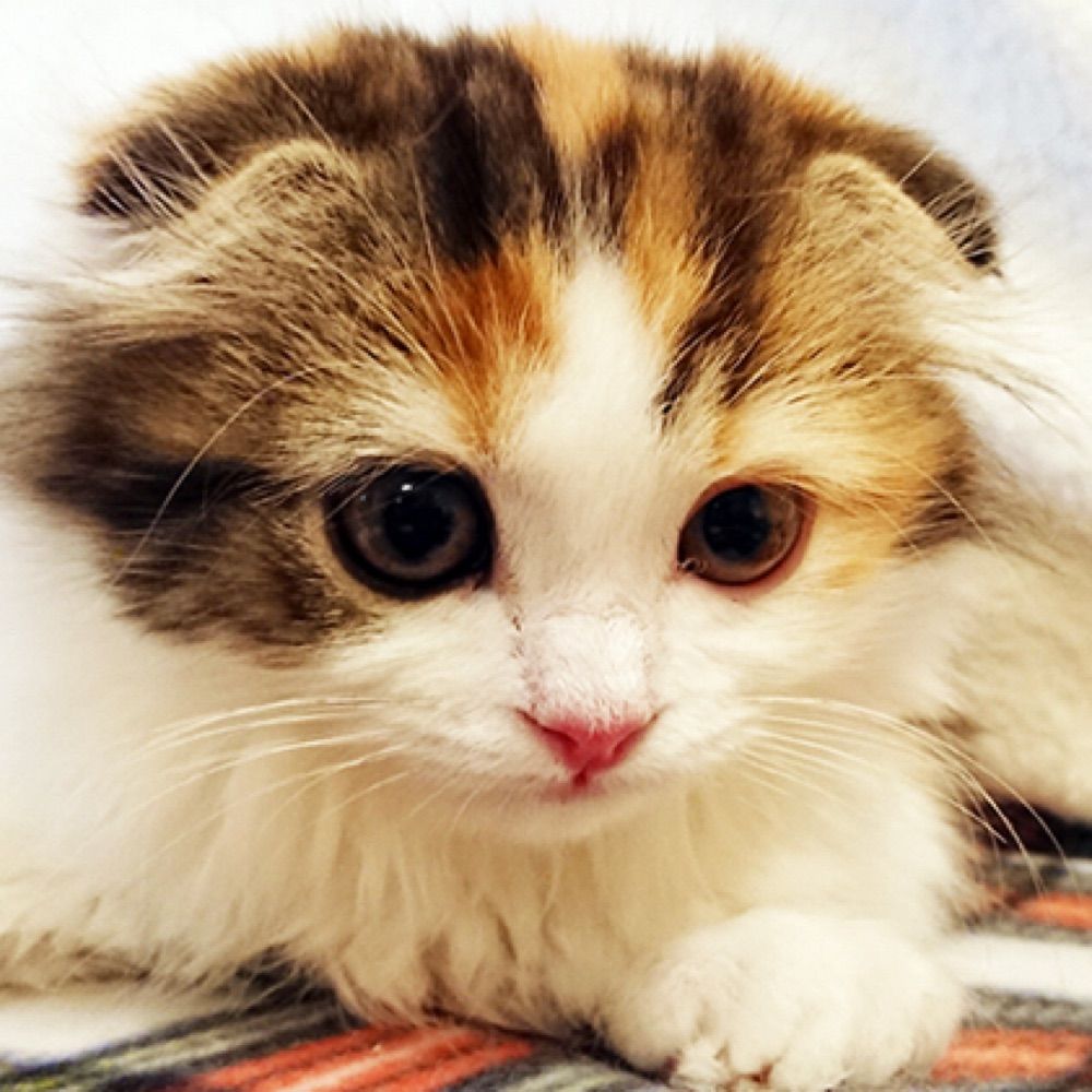 ゆき