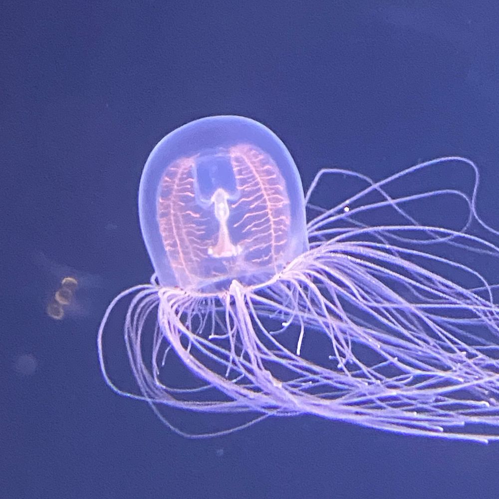 ハゲダブリュウ
