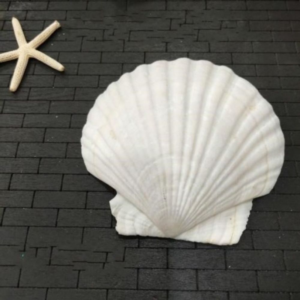 shellbe