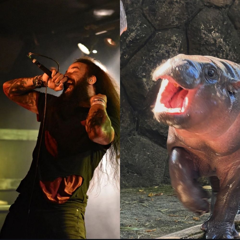 Zerberster