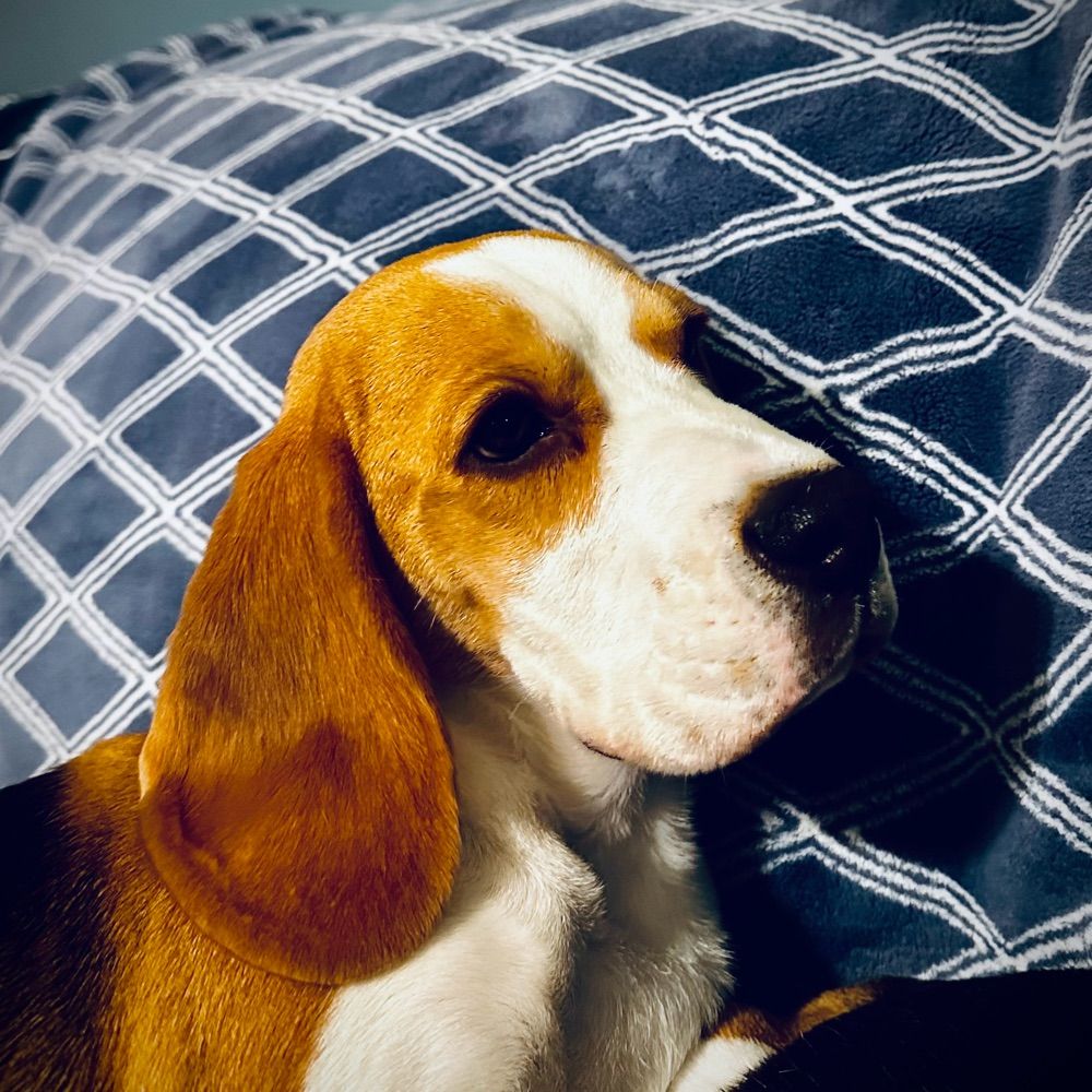 Allegro Beagles