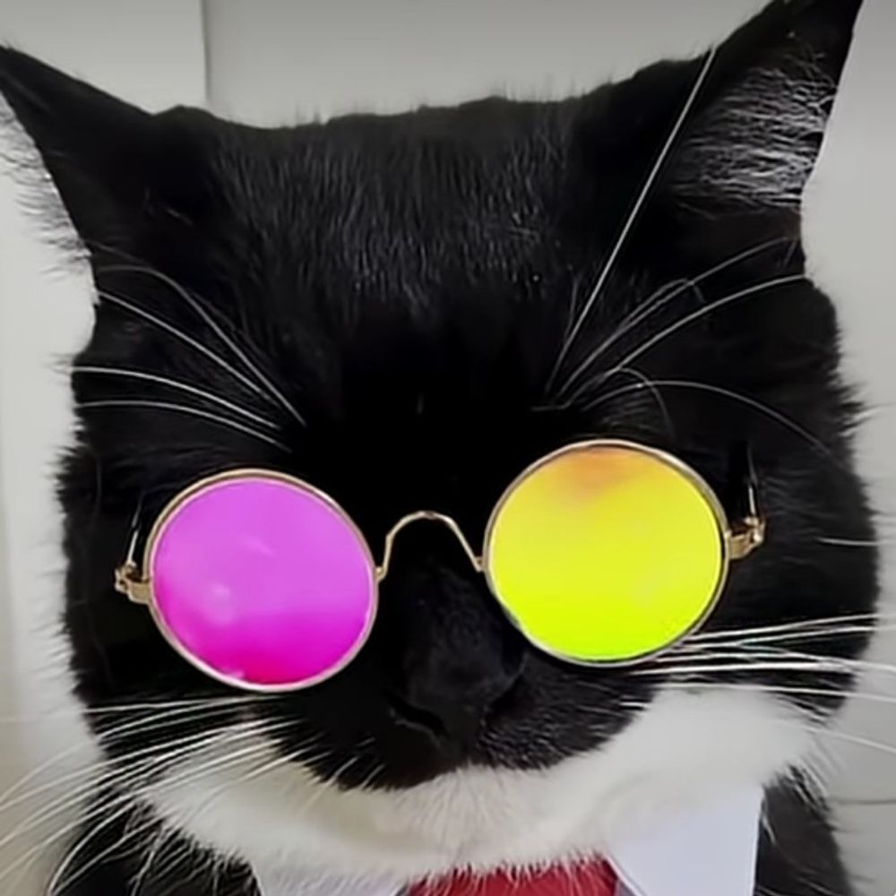 [[BIG CAT!!!]]