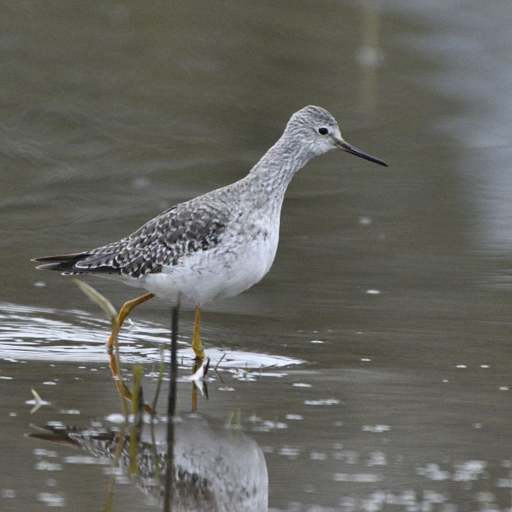 CourtauxBird