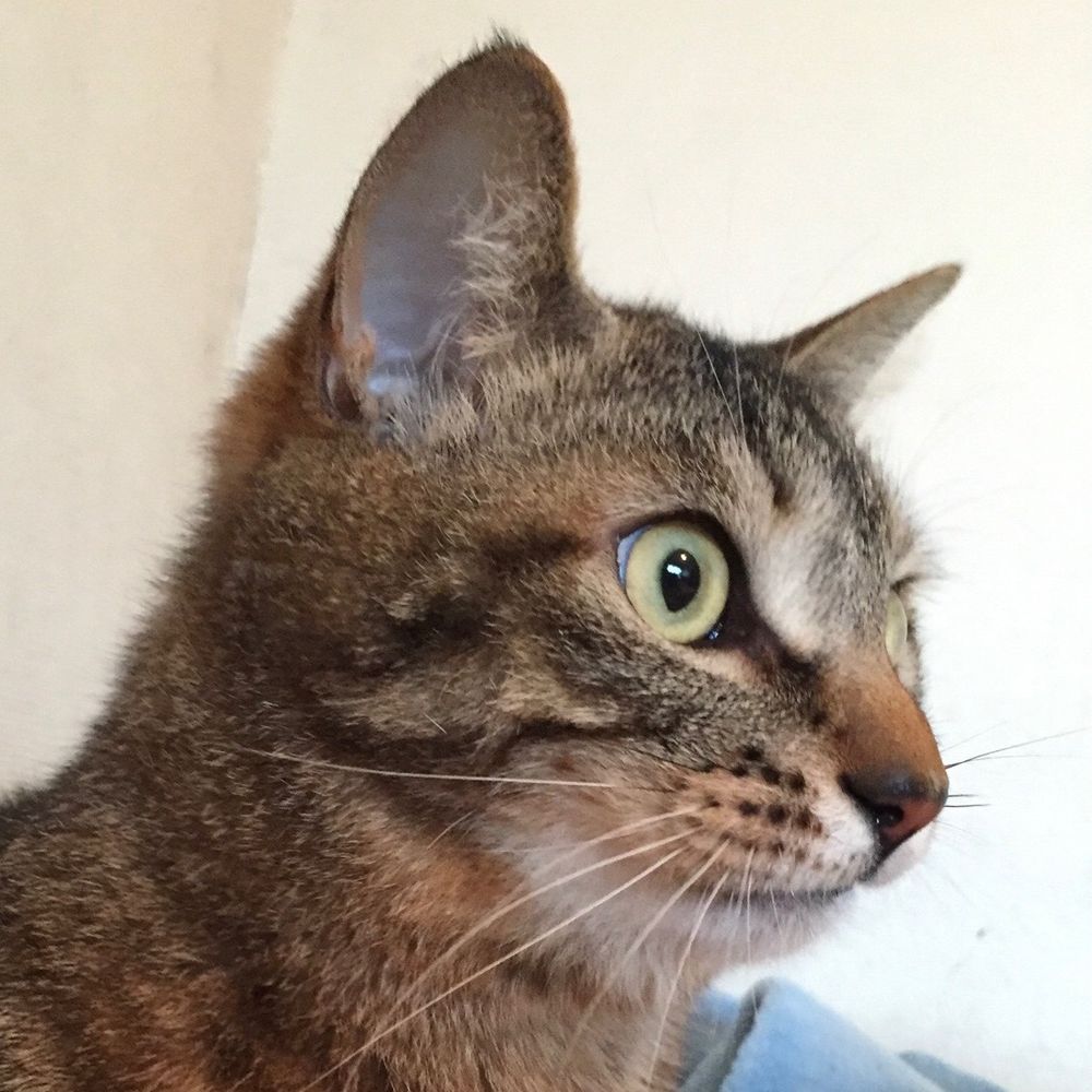 城猫shironeko🐈‍⬛