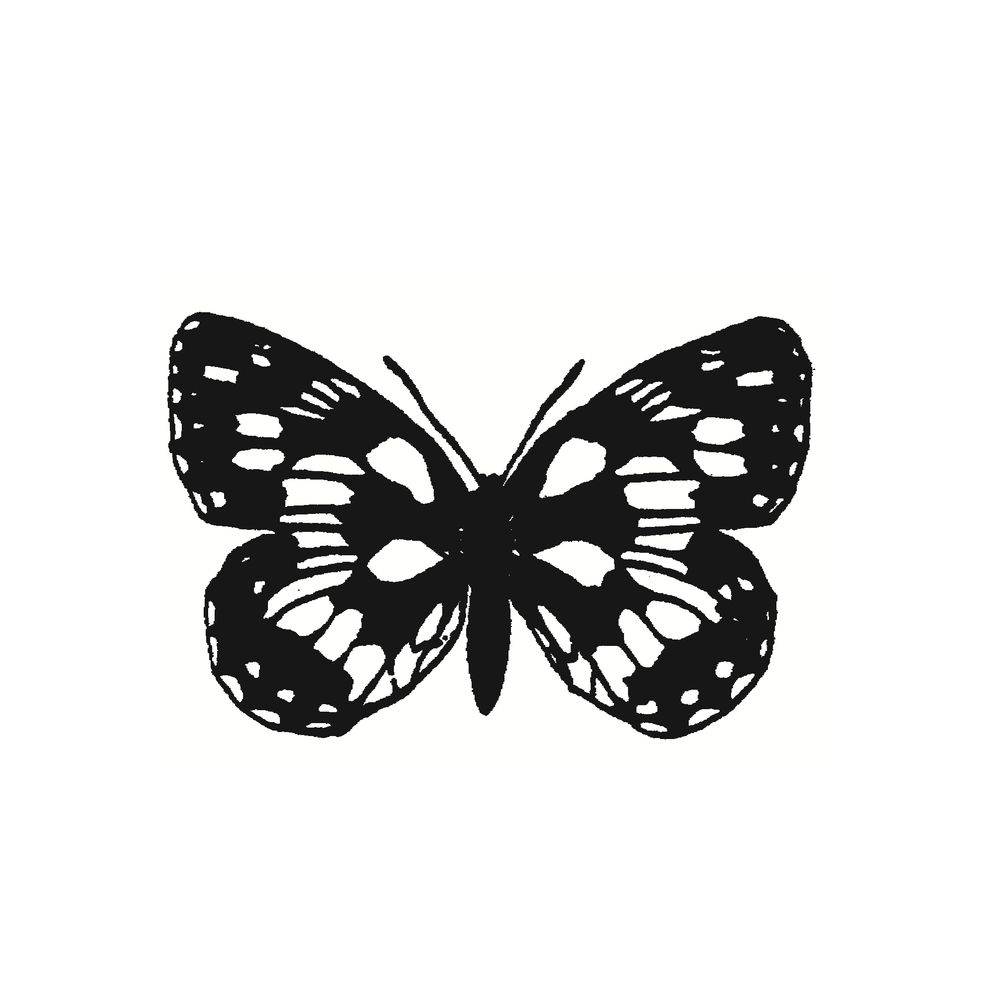 Melanargia - Schmetterlinge und mehr