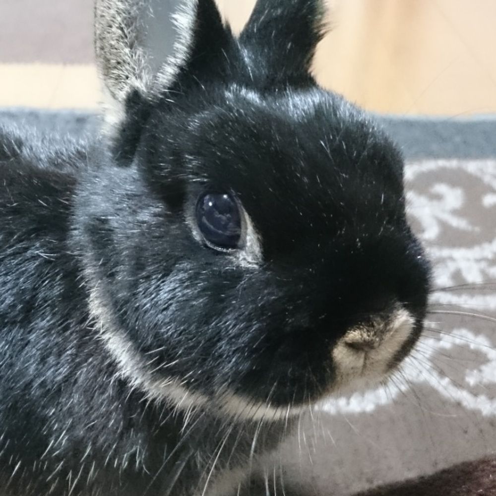 ふくあや