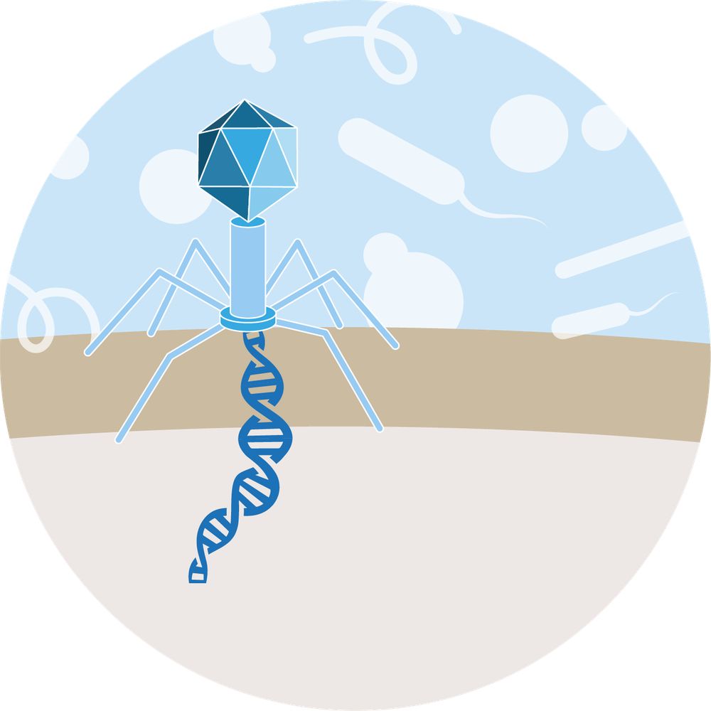 New Concepts in Prokaryotic Virus-Host Interaction
