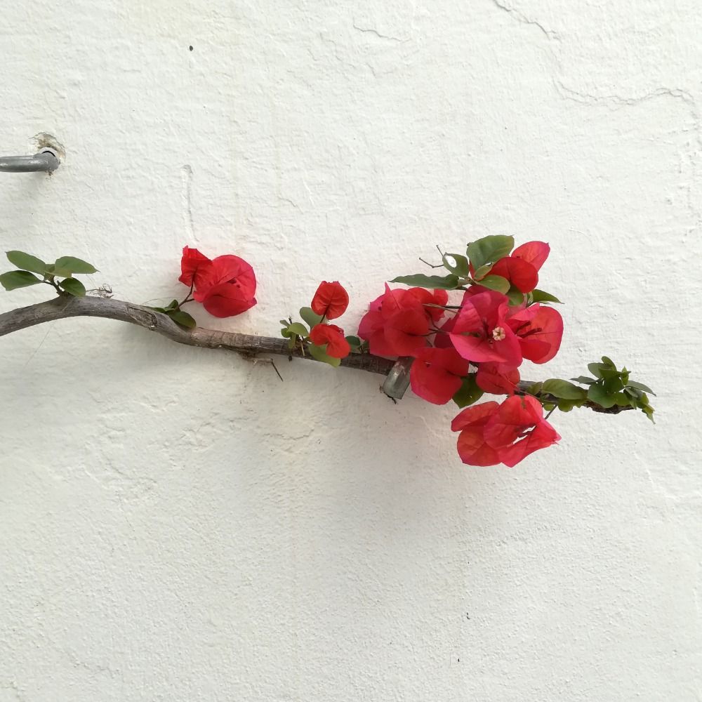 Rosa