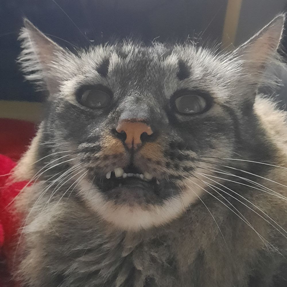 vito