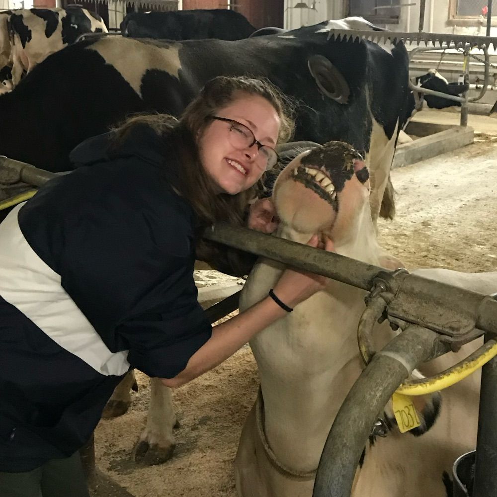 cow queen