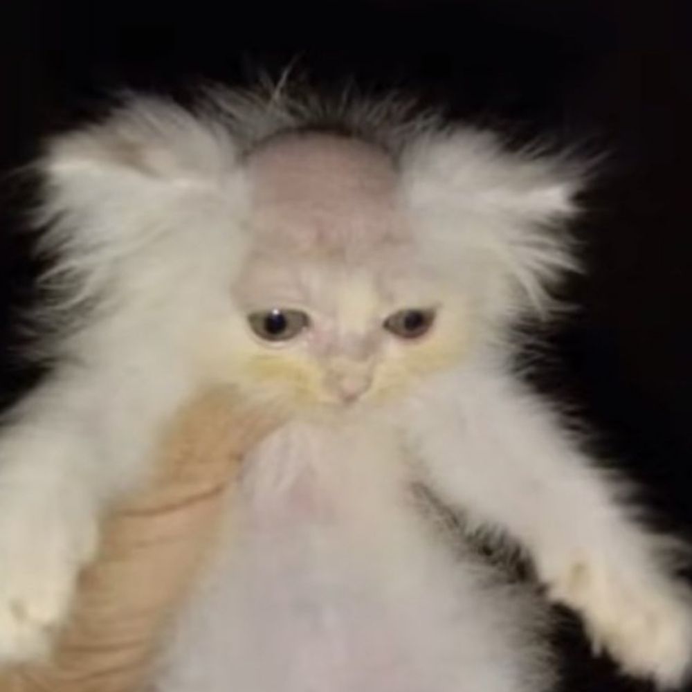 Gato calvo oficial