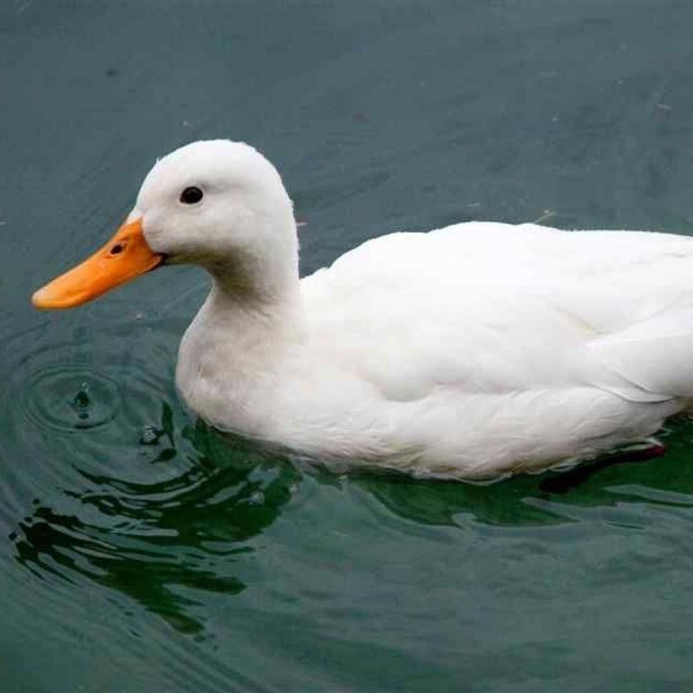 UnknownDuck025