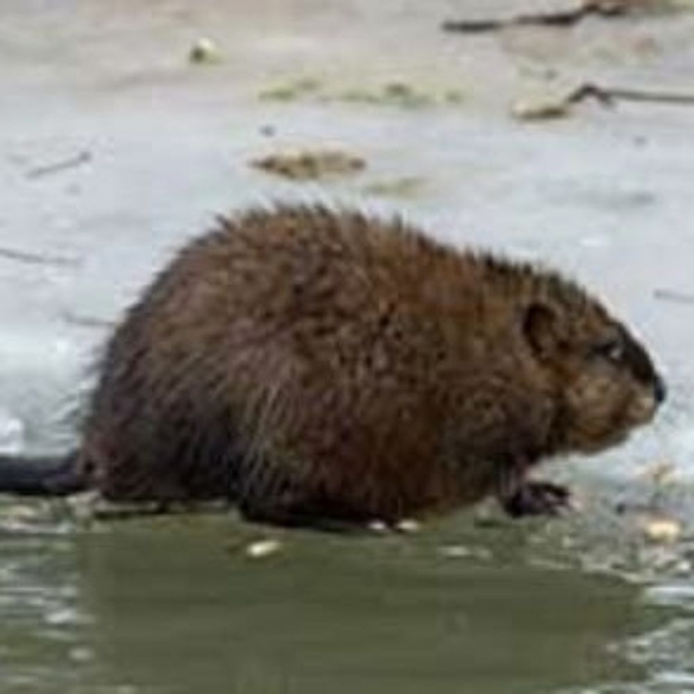 Muskrat Boulevard 
