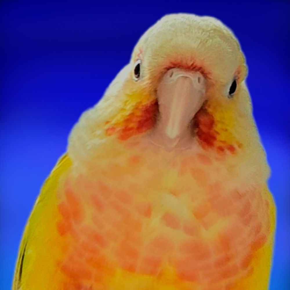 Mango the suncheek