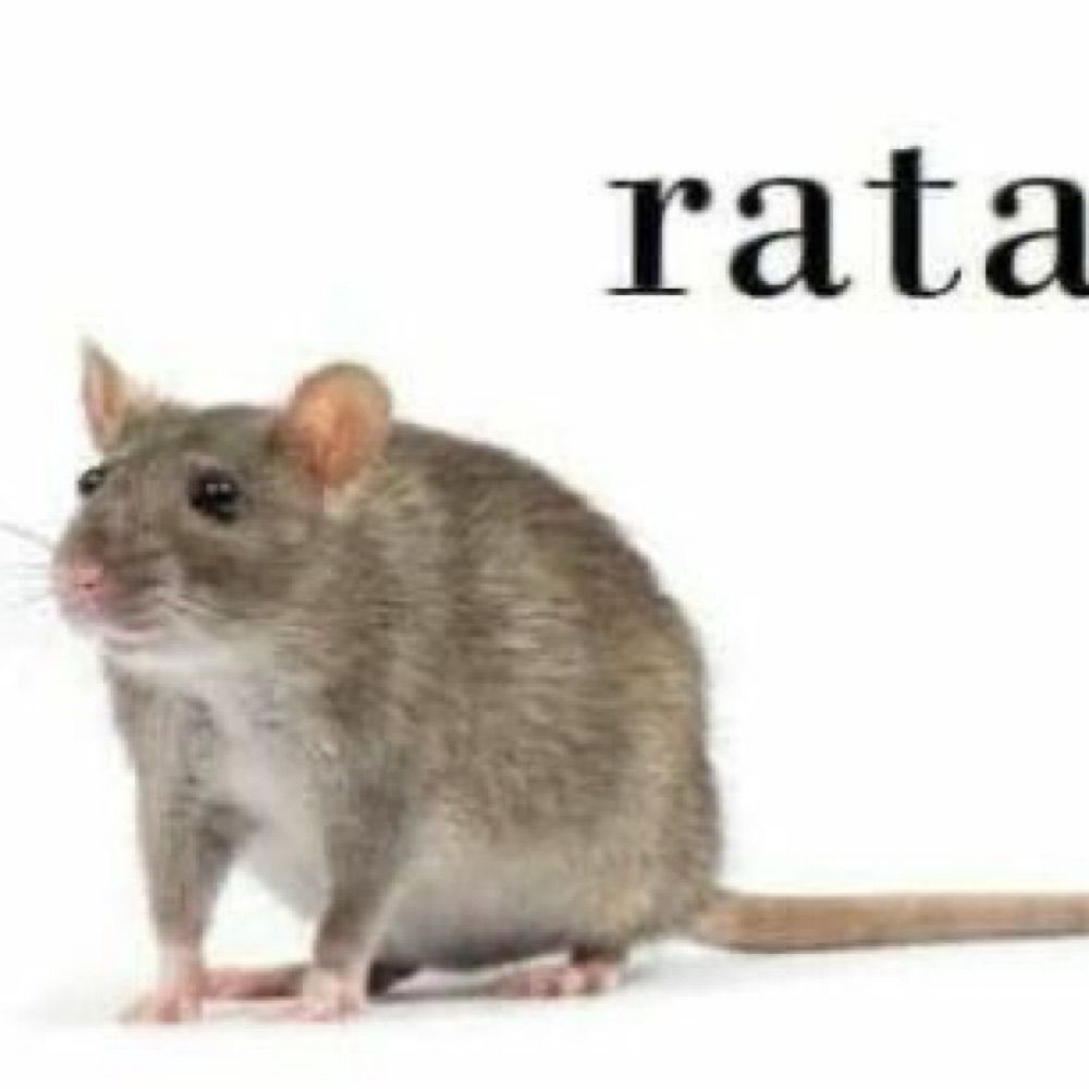 mouse