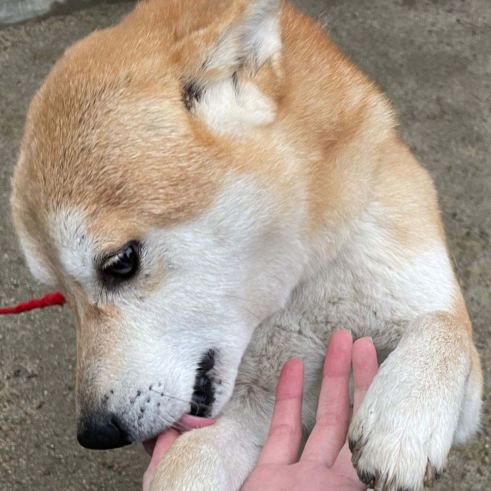 江村怜