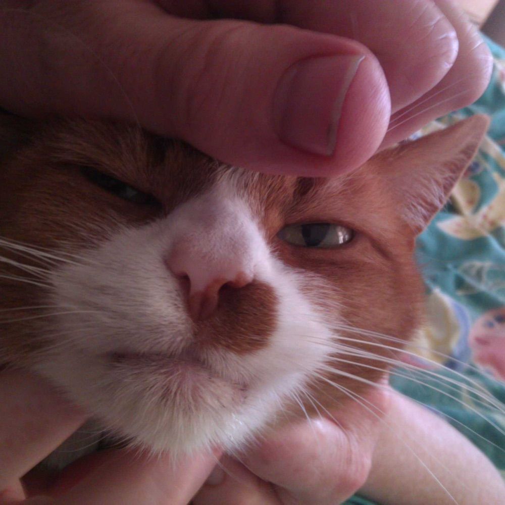 LeftyRedCat