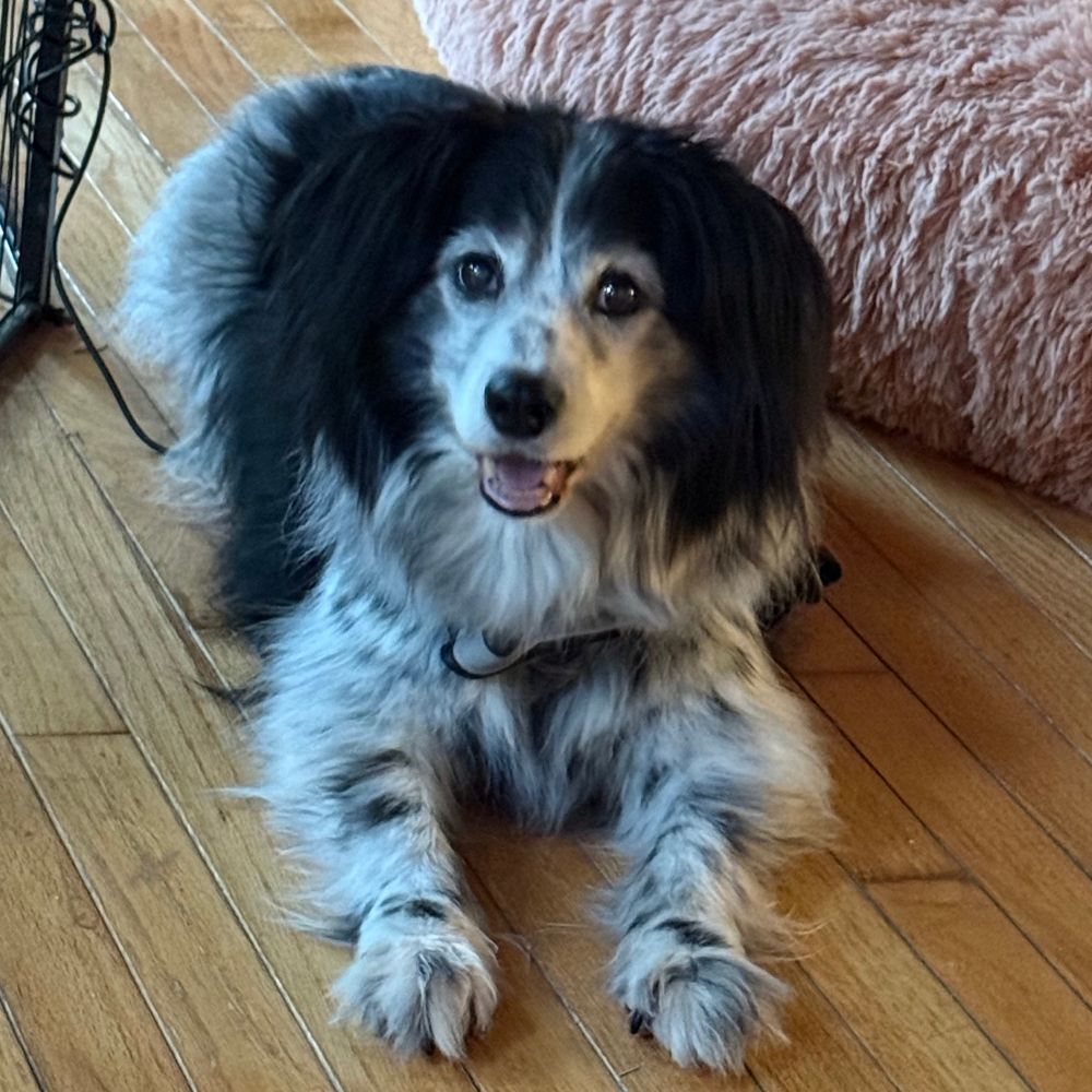 susanpbo.bsky.social profile picture