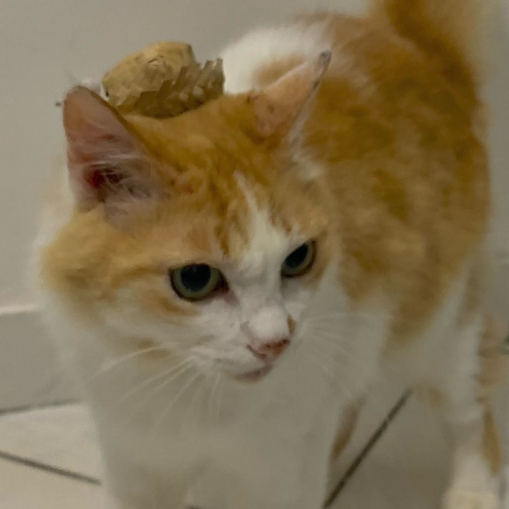 gab