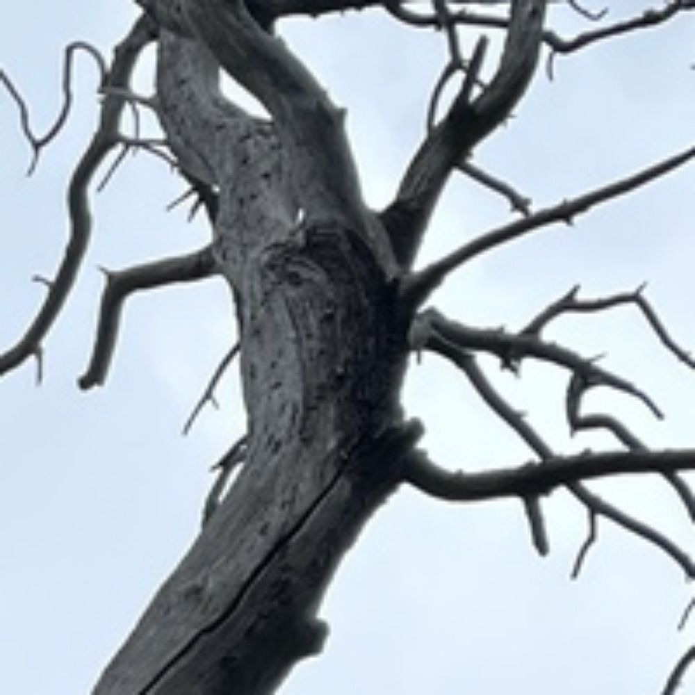 Woodsphinx